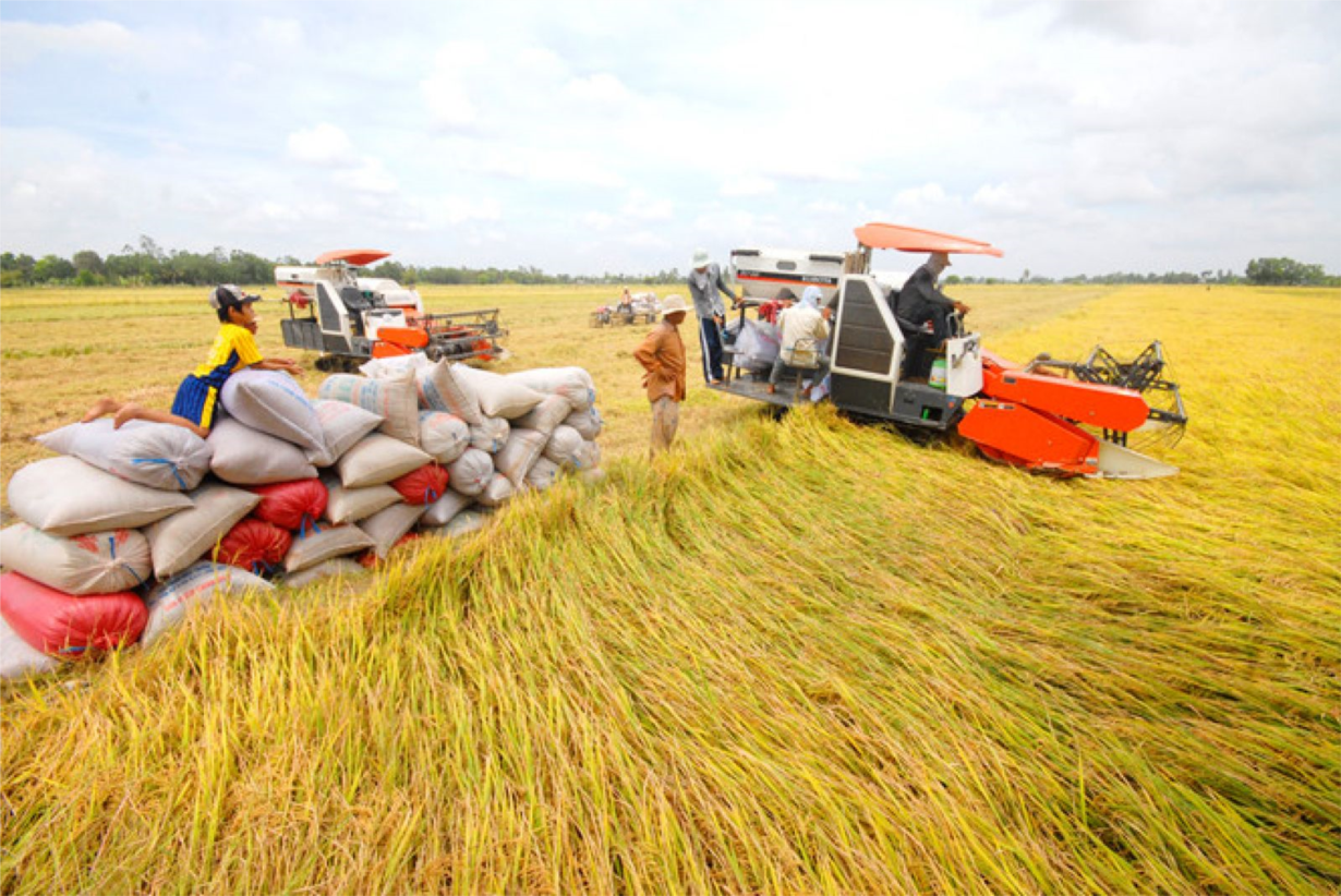 ĐBSCL: Xuất khẩu thuận lợi, giá lúa gạo tăng mạnh (28/11/2020)